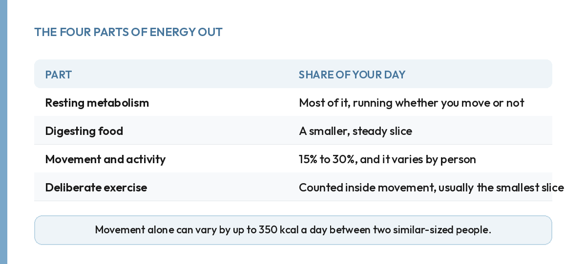 The four parts of energy out: resting metabolism, digestion, movement, and exercise, by typical share